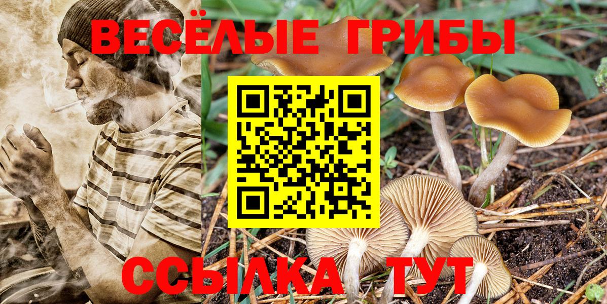 Галлюциногенные грибы Psilocybine cubensis Долгопрудный